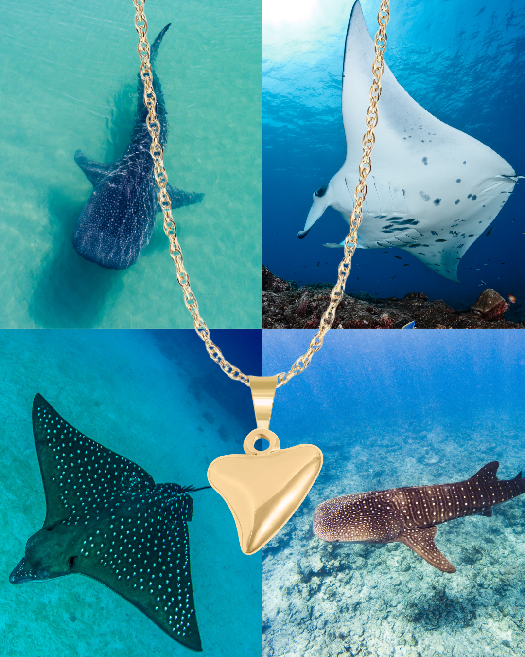 Shark Tooth Necklace