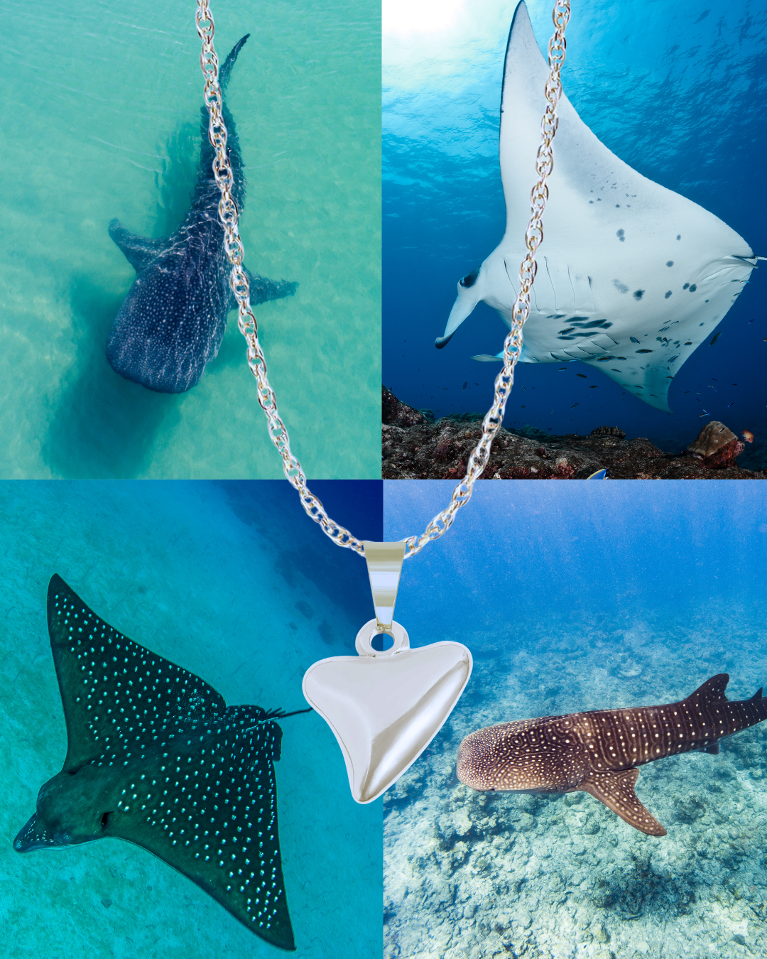 Shark Tooth Necklace