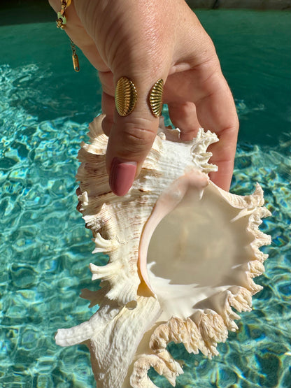 Double Shell Ring